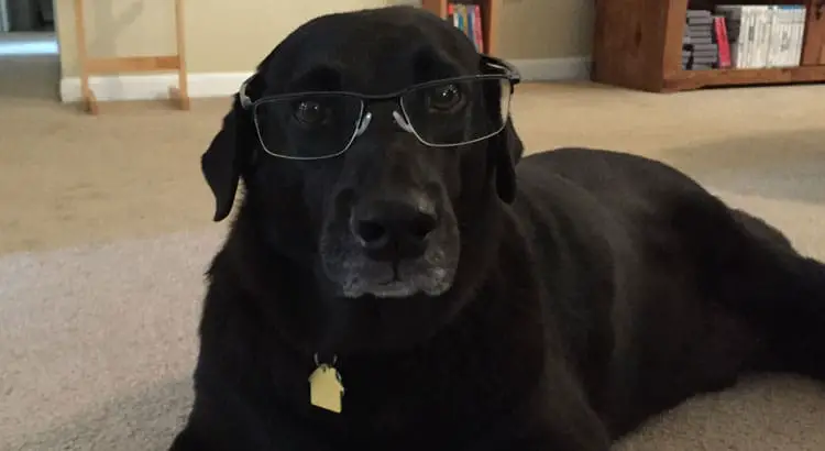 Black Labrador wearing glasses