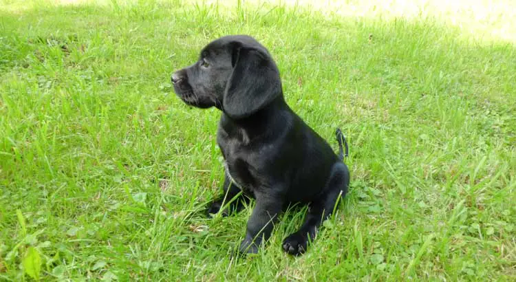 Black Labrador puppy sitting on green grass