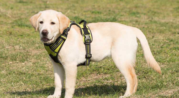 Yellow Labrador standing on grass wearing a green harness
