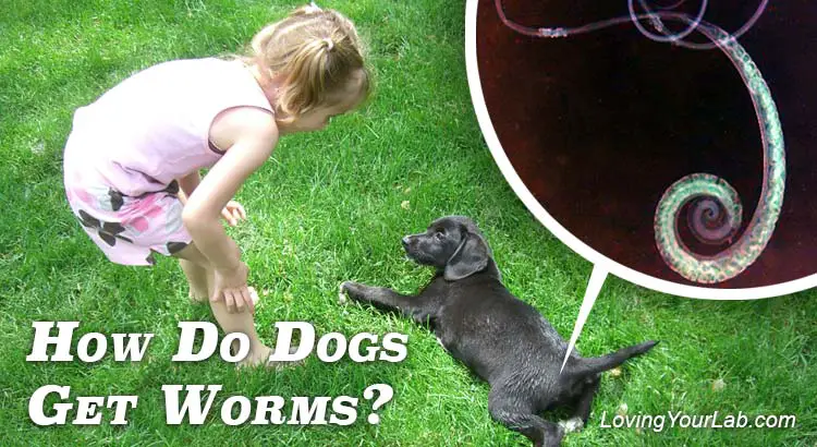 How Do Dogs Get Worms - LovingYourLab.com