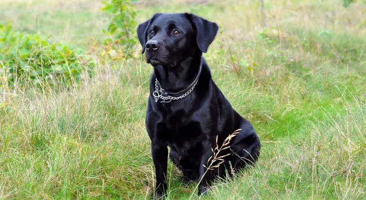 Black Labrador sitting in a grass field