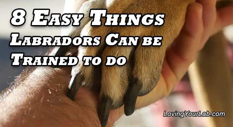 Dog shaking man's hand with the title 8 Easy Things Labradors Can Be Trained to Do