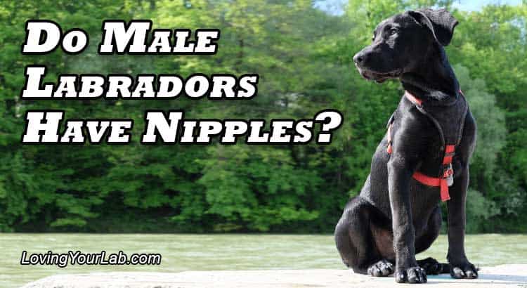 Black Labrador puppy sitting on a rock looking at the title Do Male Labradors Have Nipples?