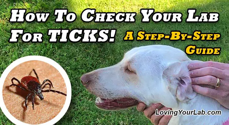 Yellow Labrador being checked for ticks under the title, How To Check Your Labrador for Ticks: A Step-By-Step Guide