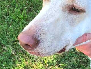 Yellow Labrador nose and muzzle
